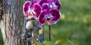 5 dicas ESSENCIAIS para o plantio de orquídeas em troncos: saiba como cultivar do melhor jeito