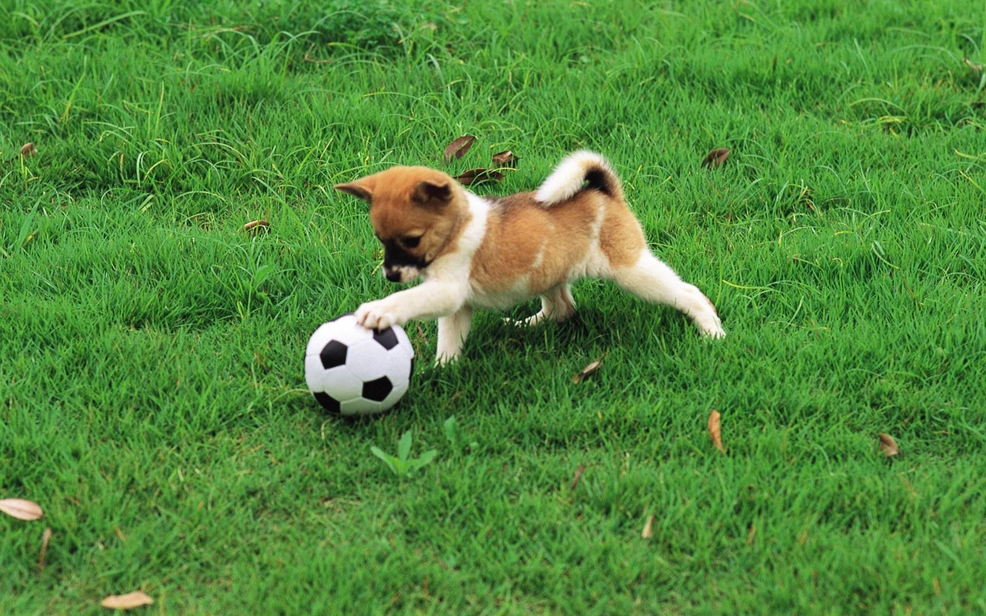 cachorro brincando em gramado