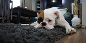 cachorro deitado em tapete