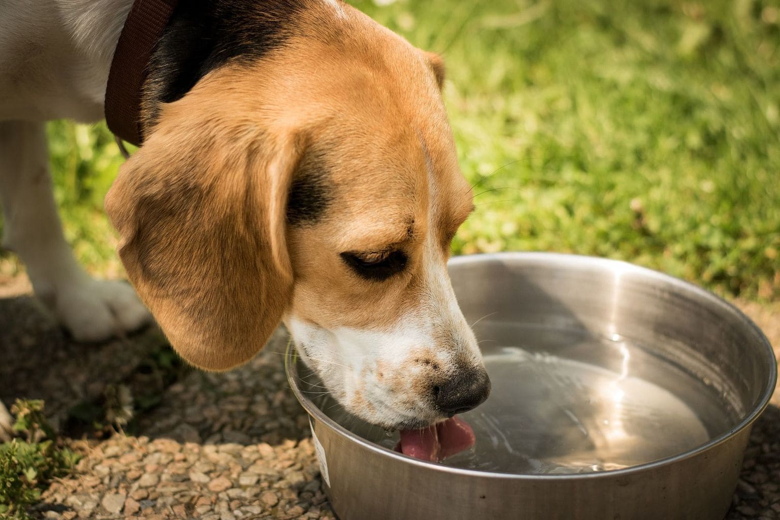 cachorro tomando água