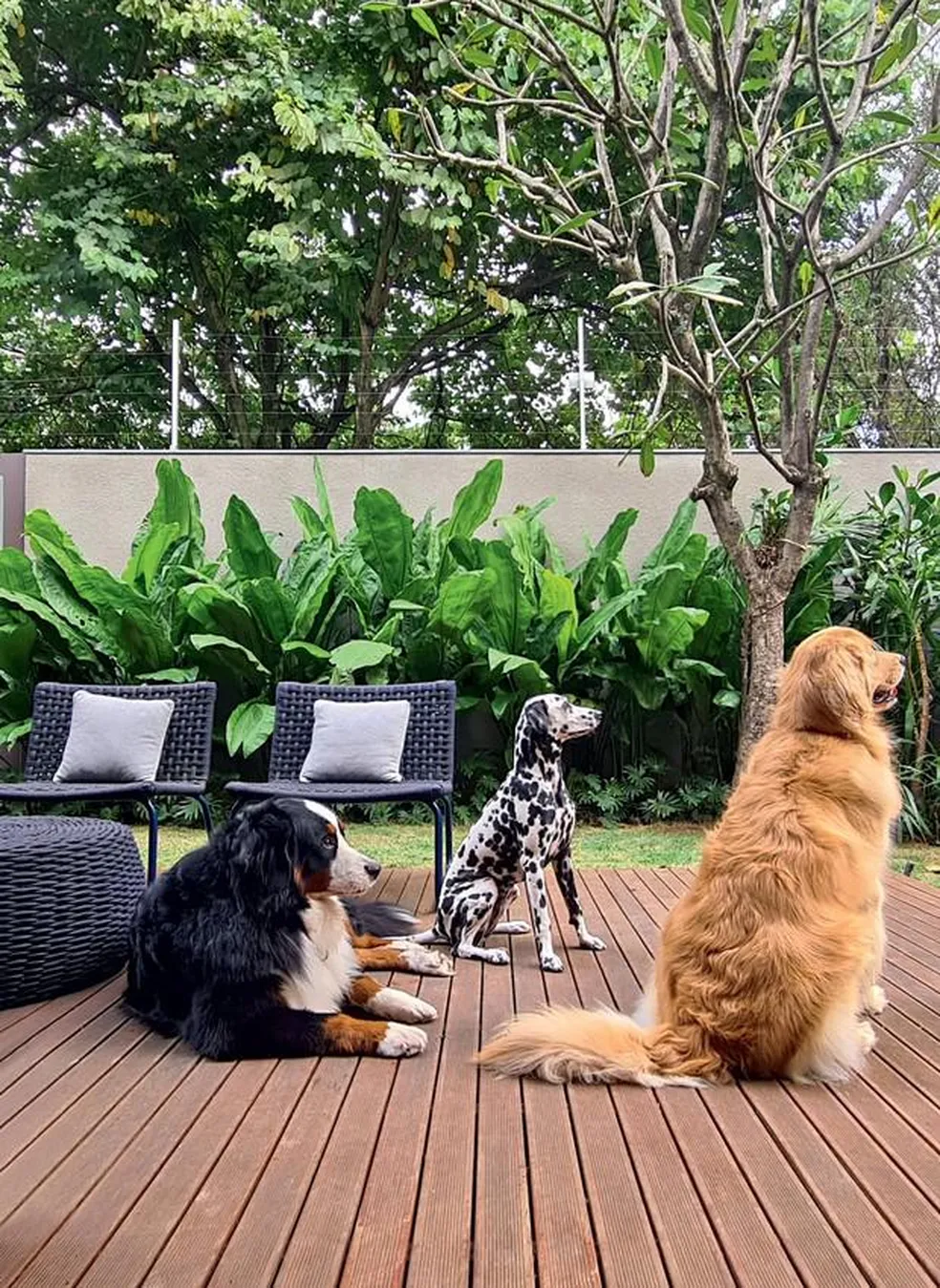 cachorros em jardim