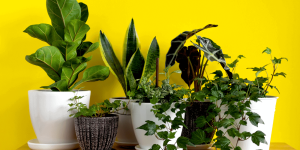 Como cuidar de uma planta? Aprenda sobre a correta frequência de rega, iluminação e adubação