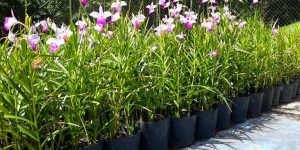 Como cultivar orquídea bambu? Conheça essa espécie impressionante e plante-a corretamente em seu jardim