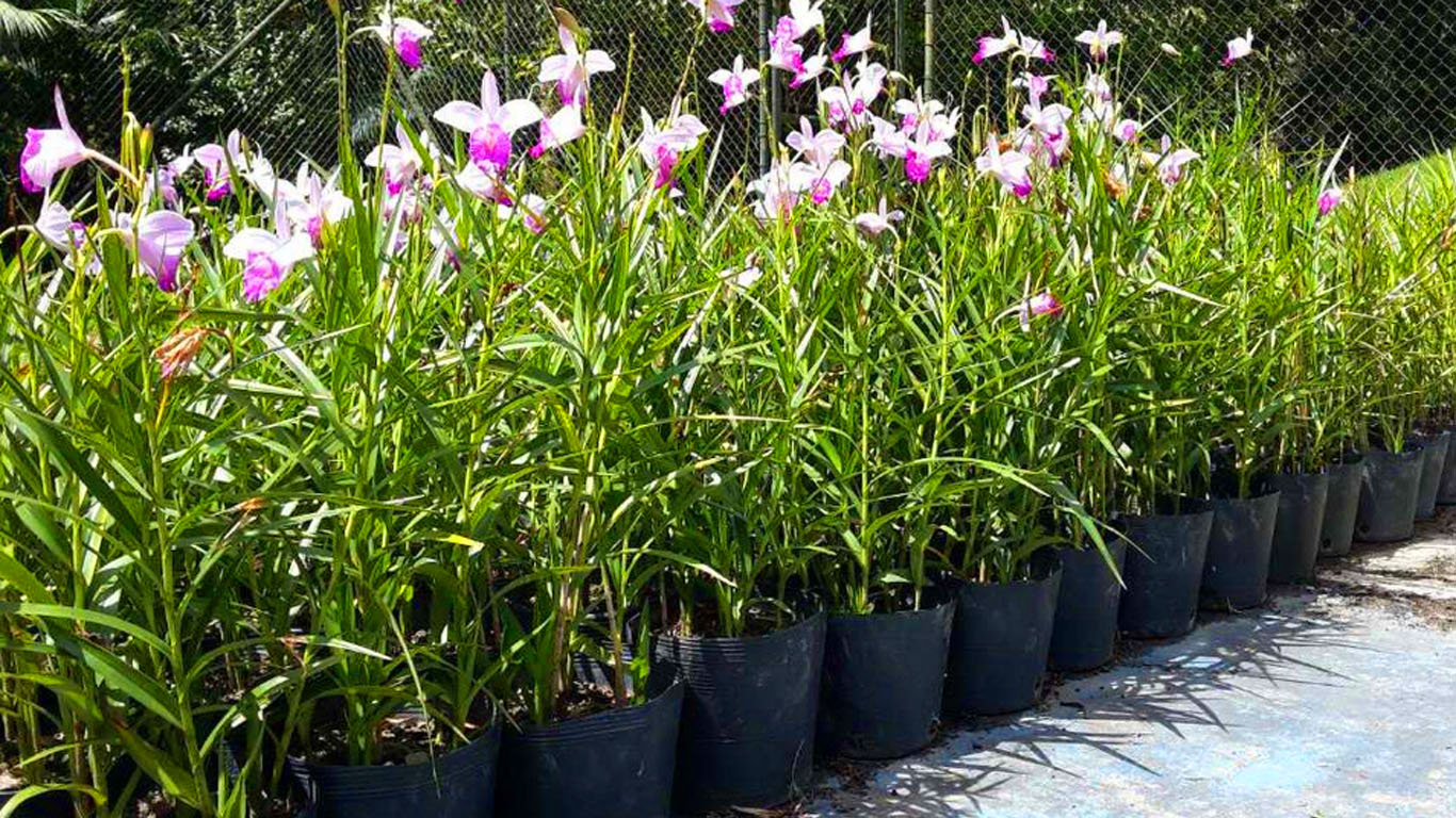 Como cultivar orquídea bambu? Conheça essa espécie
