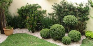 Criando um jardim simples no quintal da sua casa; tutorial com dicas PASSO A PASSO