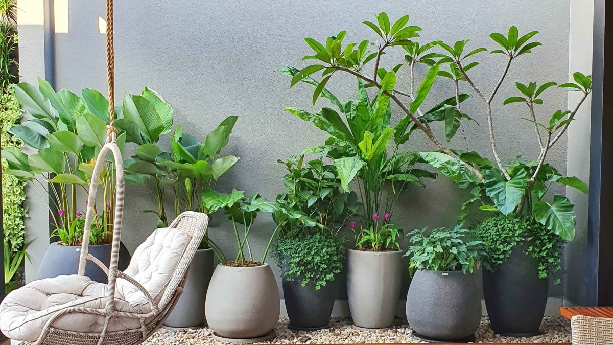 5 dicas para compor plantas para jardim em vasos