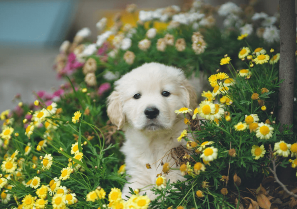 7 dicas para seu cão parar de destruir o jardim: saiba como educá-lo com essas ideias eficazes