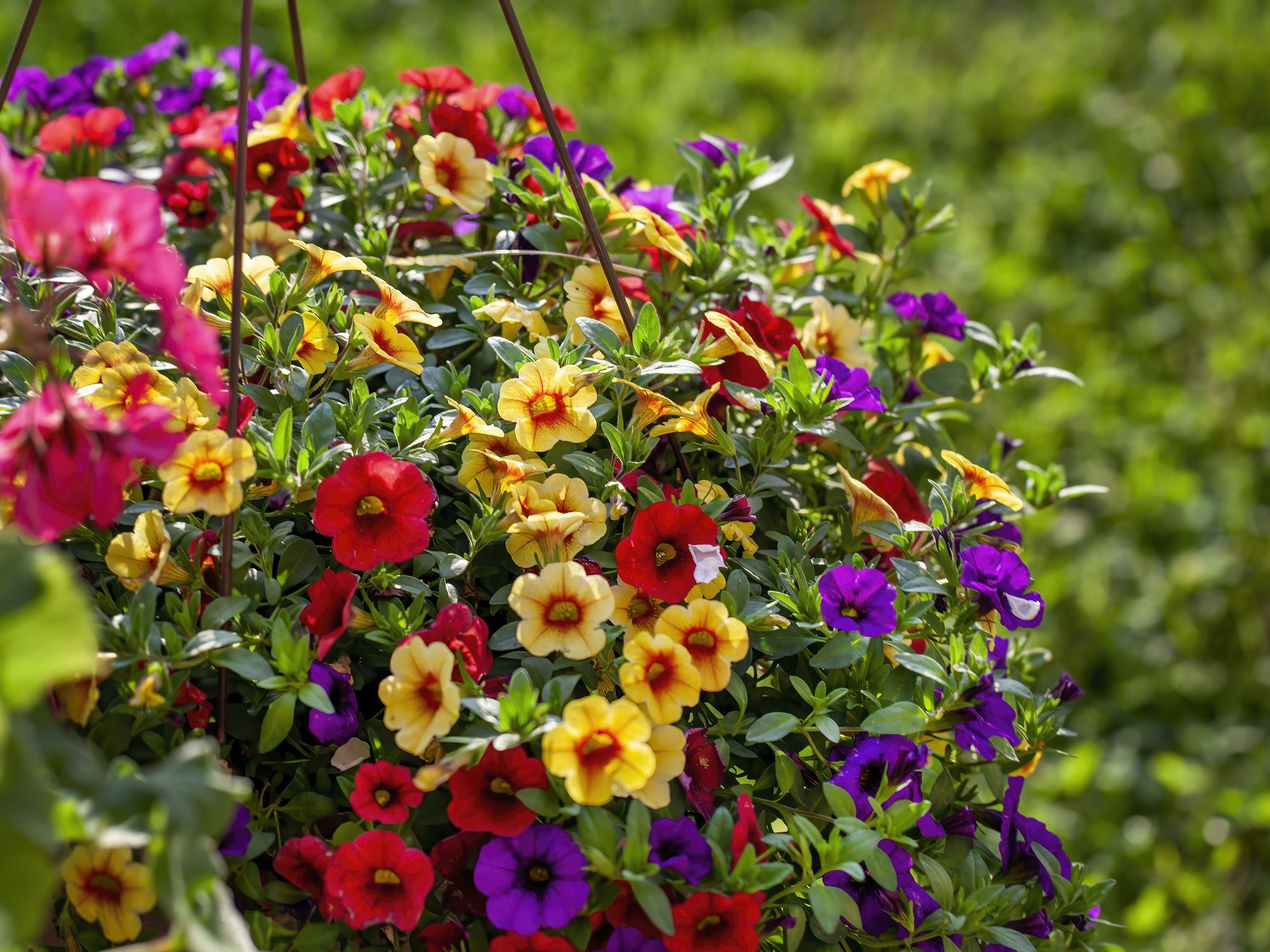 flores coloridas em vaso pendente