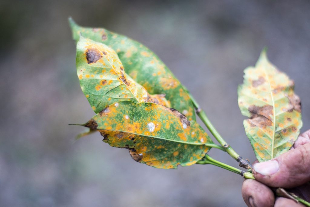 5 razões para folhas amareladas de plantas: saiba por que isso acontece e como resolver LOGO