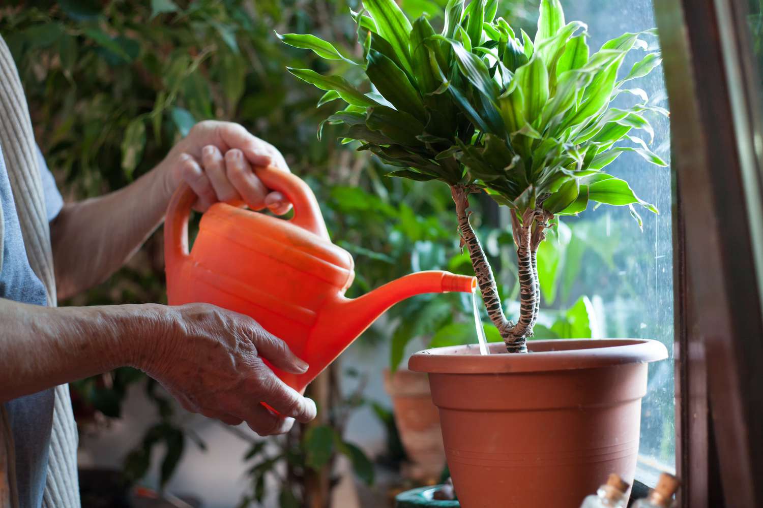 pessoa regando planta em vaso