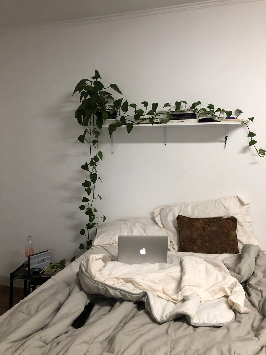planta jiboia em quarto