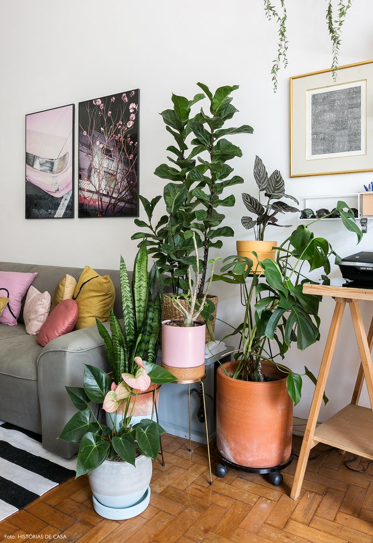 plantas em vasos na sala de estar