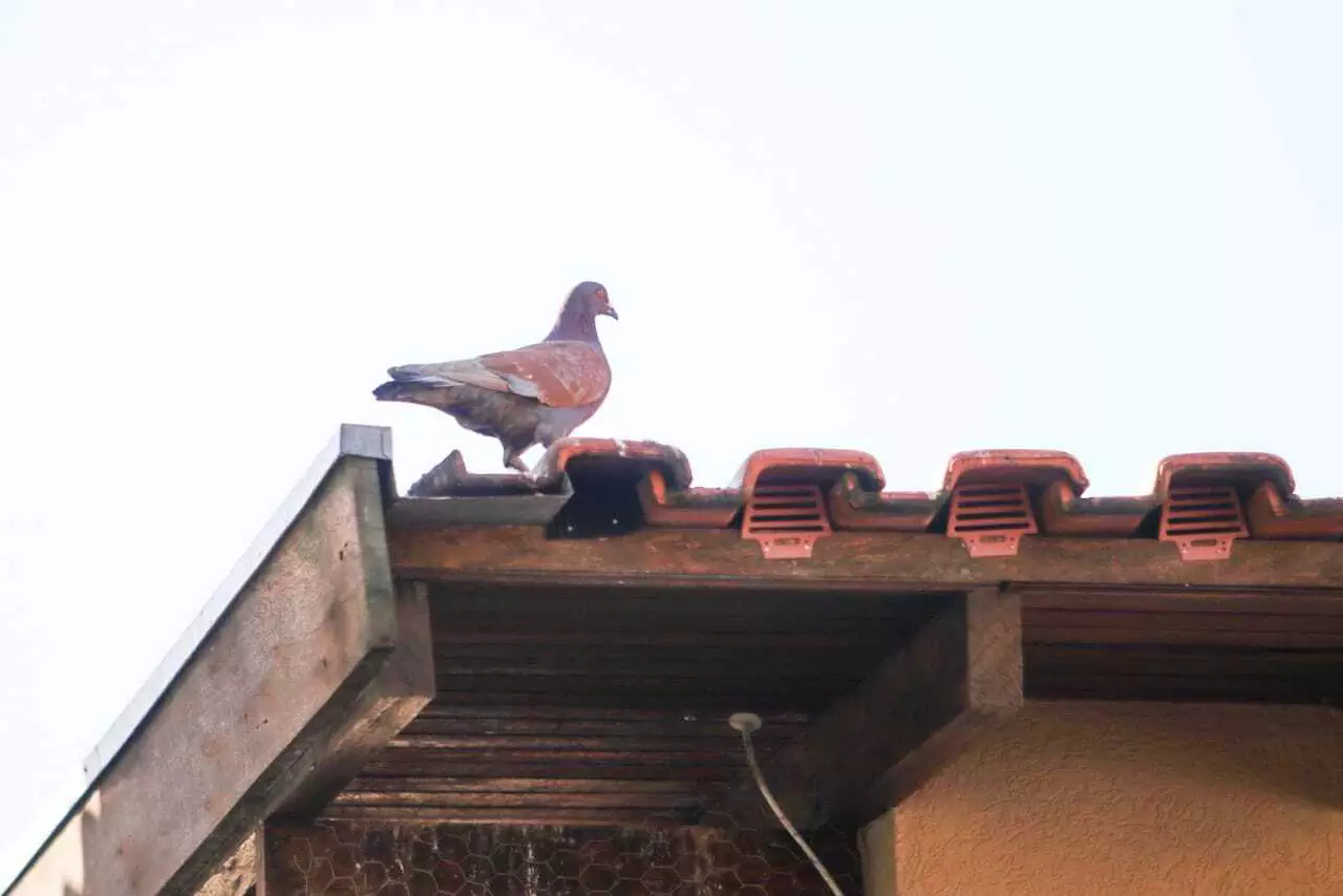 pombo no telhado da casa