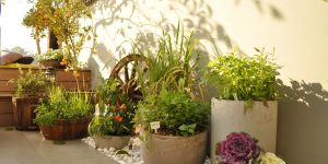 quintal pequeno com vasos de plantas