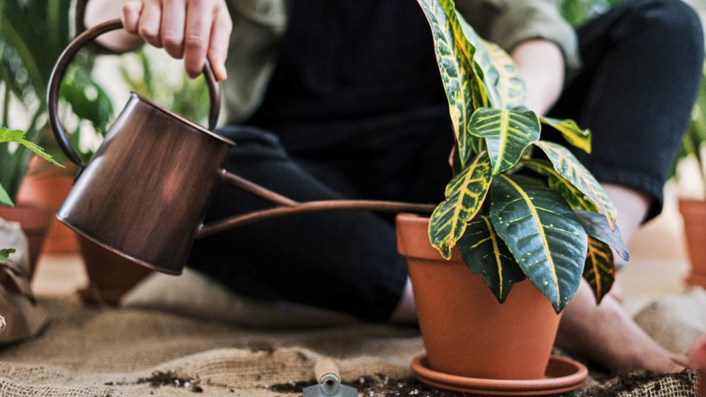 6 dicas para regar plantas: veja como você deve molhar suas plantinhas e evite erros