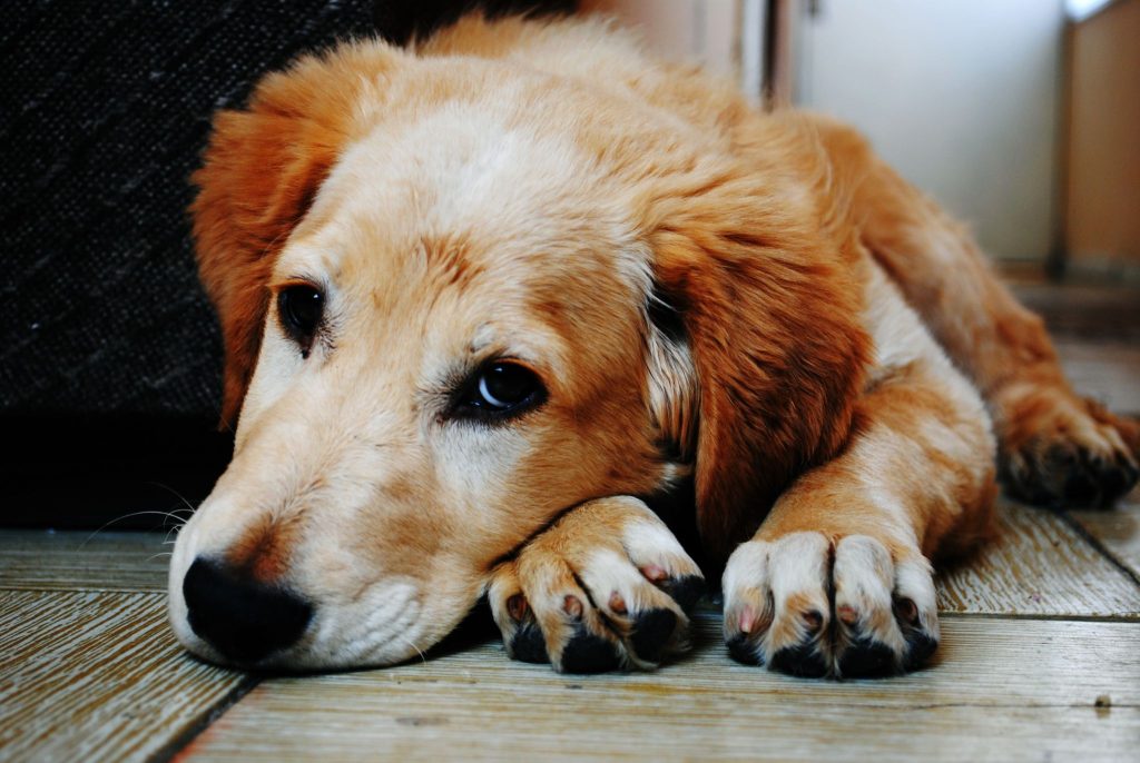 6 sinais que seu cachorro pode estar doente: saiba como identificar e o que fazer o mais rápido possível