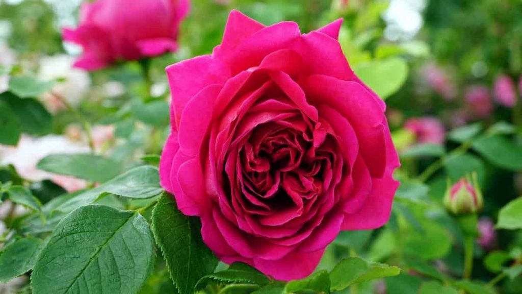 6 tipos mais populares de rosas: conheça as espécies e saiba identificá-las para embelezar o seu jardim