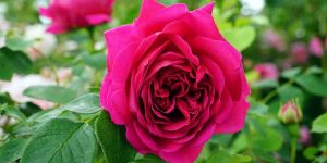 6 tipos mais populares de rosas: conheça as espécies e saiba identificá-las para embelezar o seu jardim