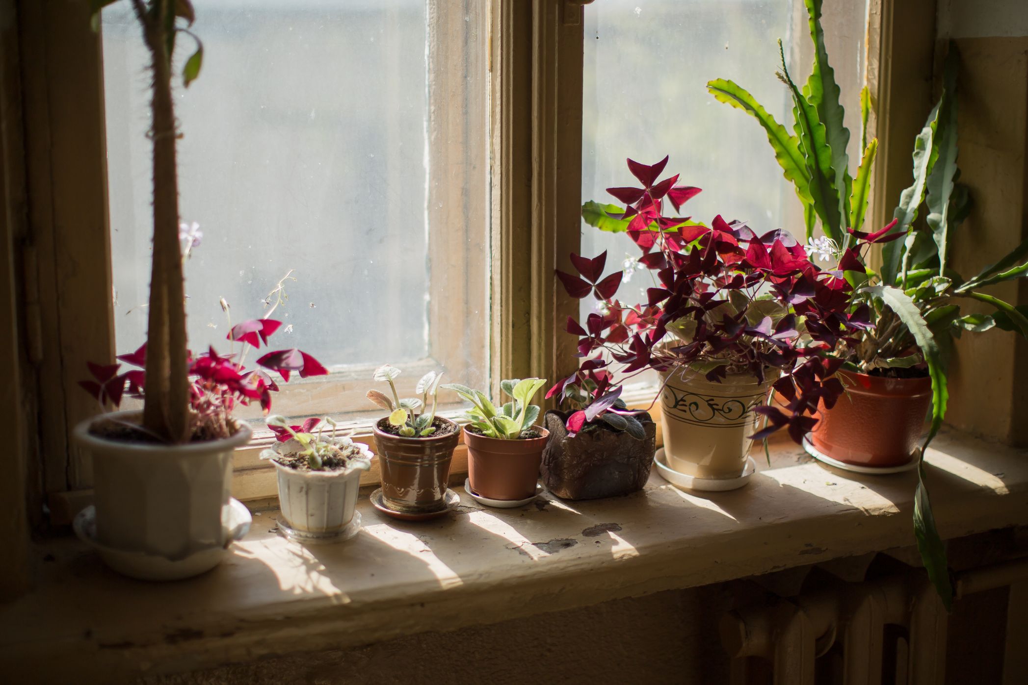 vários vasos de plantas em janela
