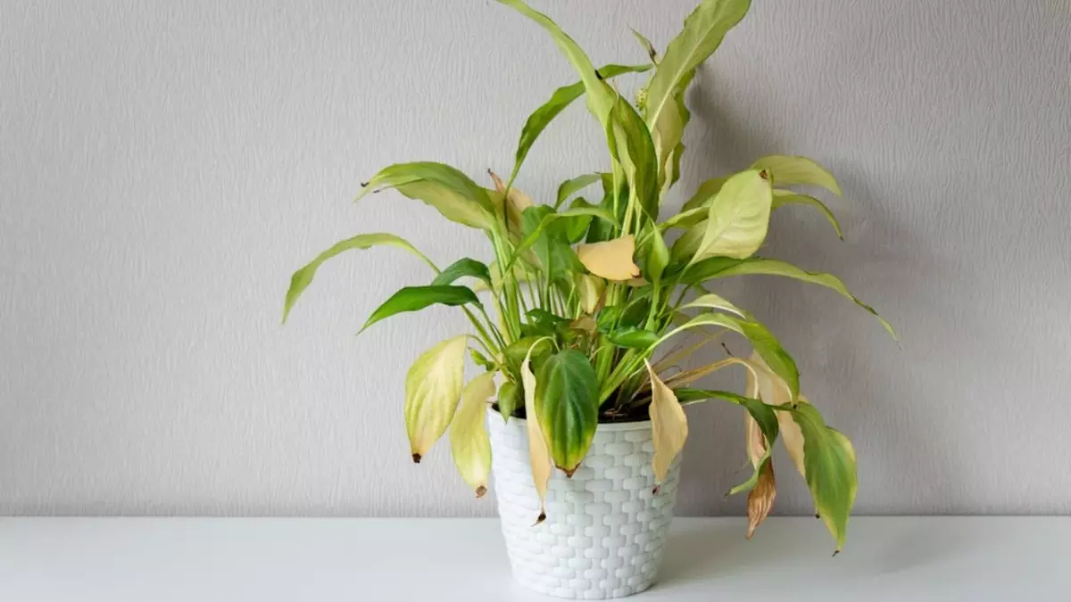 vaso com planta com folhas ficando amareladas