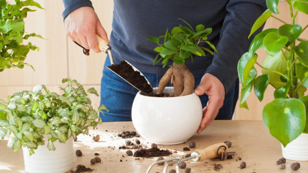 7 passos para montar um vaso de planta para sala: saiba como fazer do jeito CERTO