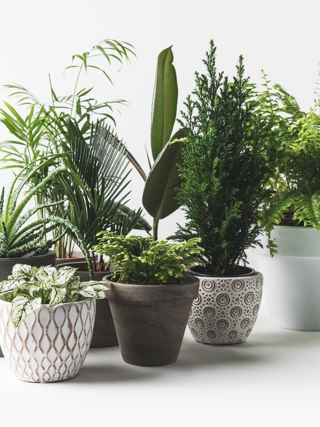 vasos com plantas diversas