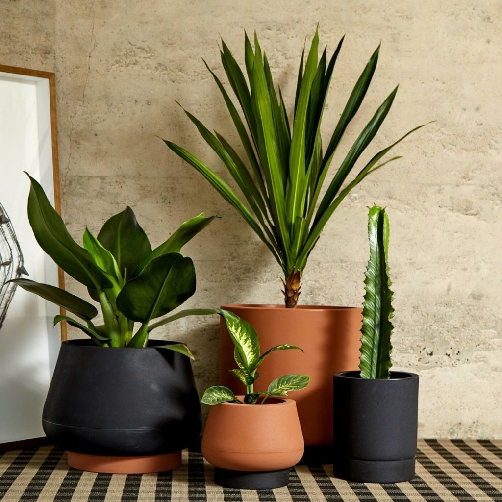 Vasos com plantas para decoração de sala: veja como escolher