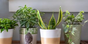 vasos com plantas para interior