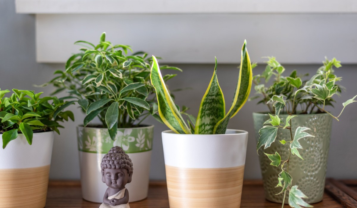 vasos com plantas para interior