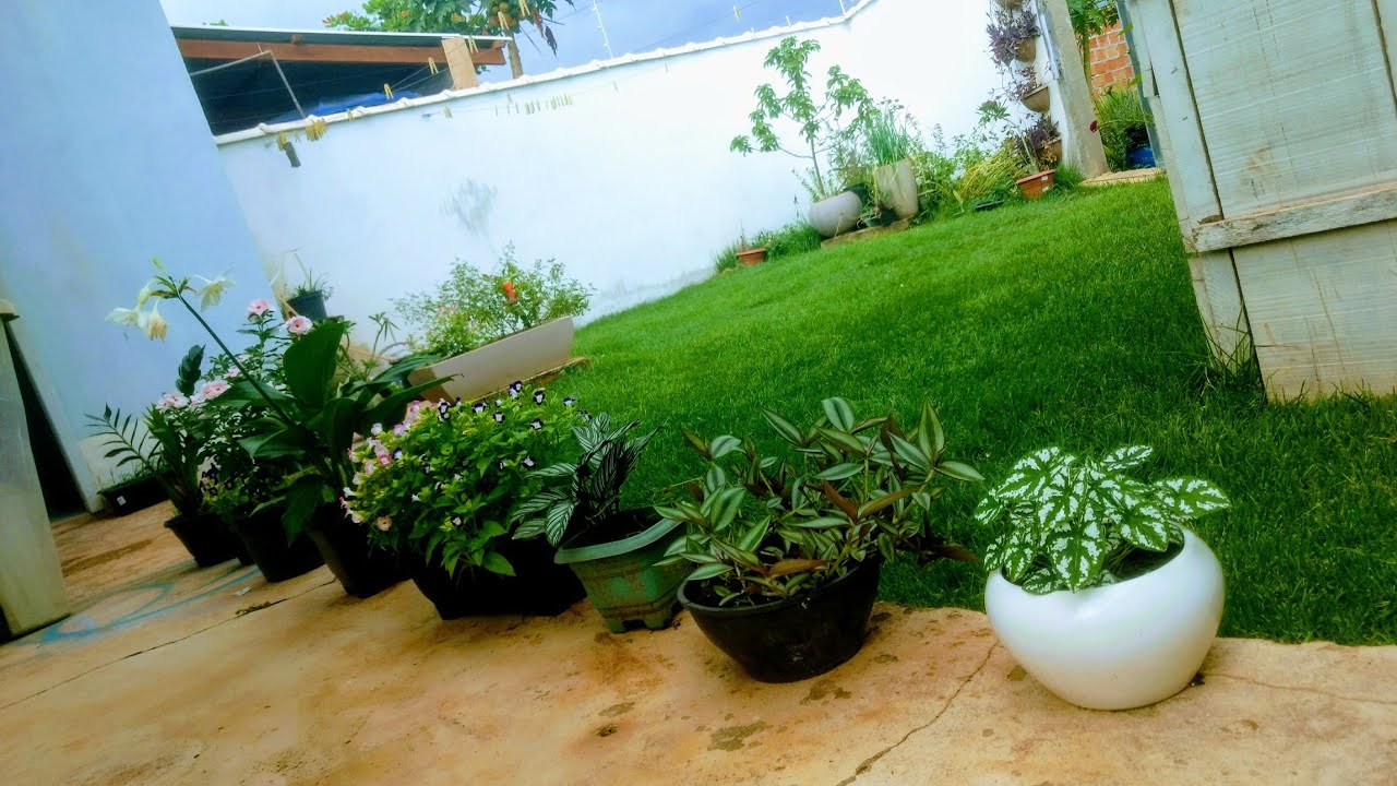 vasos de plantas dispostos em jardim