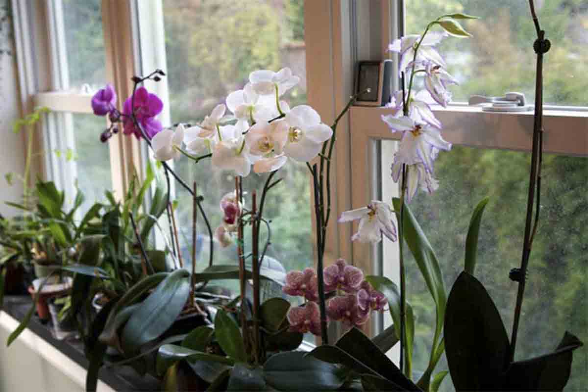 Орхидеи как ухаживать чтобы цвели. Орхидея комнатная. Орхидея фаленопсис на подоконнике. Орхидеи в интерьере квартиры. Орхидеи в комнатных условиях.