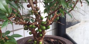 7 árvores frutíferas para cultivar em vaso: saiba quais plantas você pode ter em seu quintal pequeno