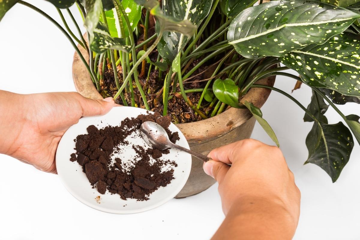 8 maneiras de reaproveitar a borra de café no dia a dia: conheça ideias para usar no jardim e dentro de casa