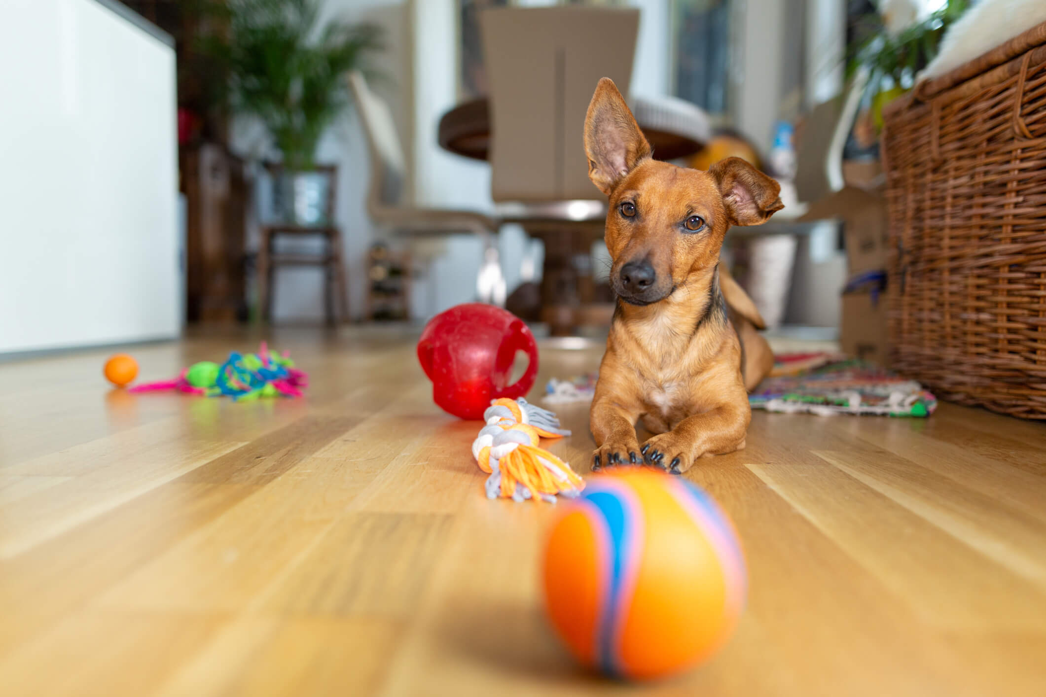 cachorro com brinquedos por perto