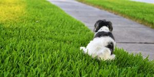 cachorro fazendo xixi na grama