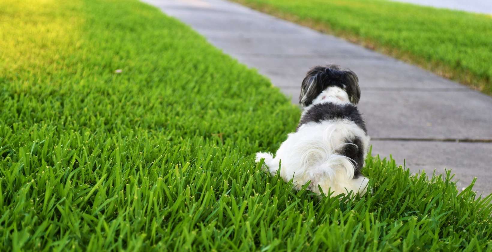 cachorro fazendo xixi na grama