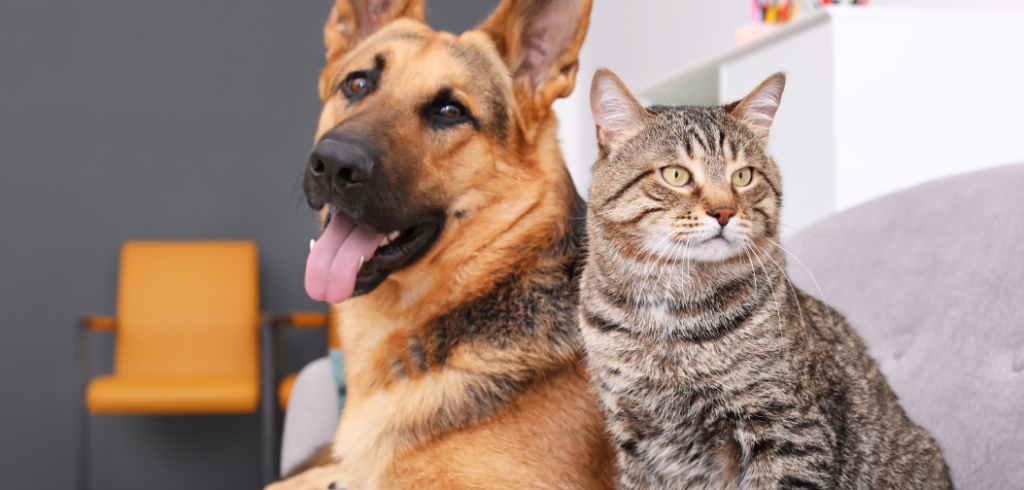 Cães e gatos em apartamentos: como garantir a saúde e bem-estar dos bichinhos