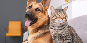 Cães e gatos em apartamentos: como garantir a saúde e bem-estar dos bichinhos