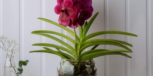 Como fazer a orquídea florir? Essas são as atitudes que você DEVE ter com sua planta