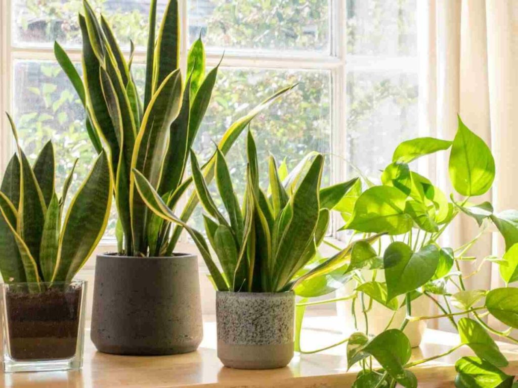 Não tenha medo de plantas em vasos sem furos: aprenda a regar com esse guia prático