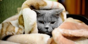 7 comportamentos estranhos dos gatos: entenda o significado por trás de cada atitude e se surpreenda