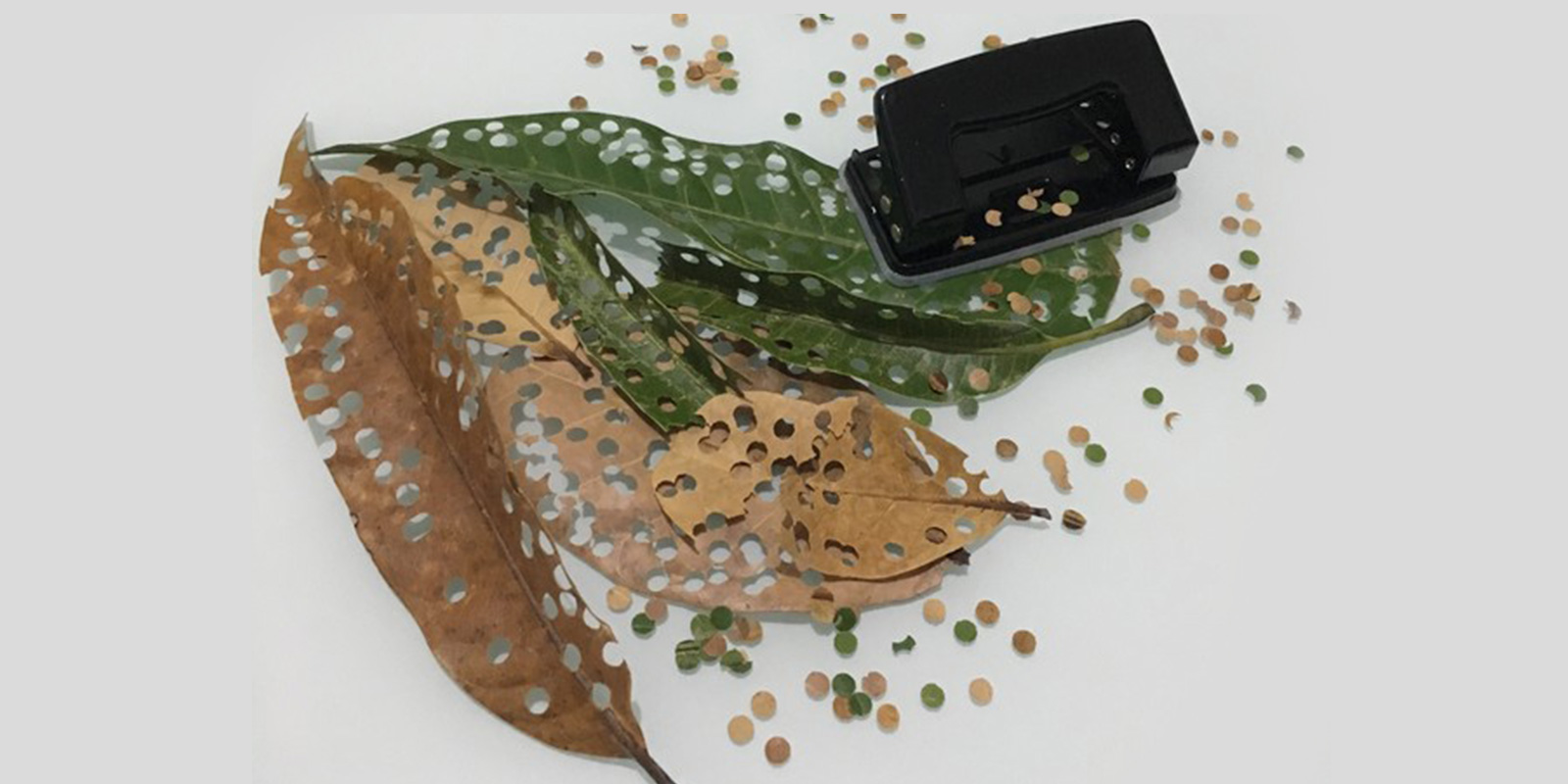 confete ecológico para carnaval feito de folhas secas