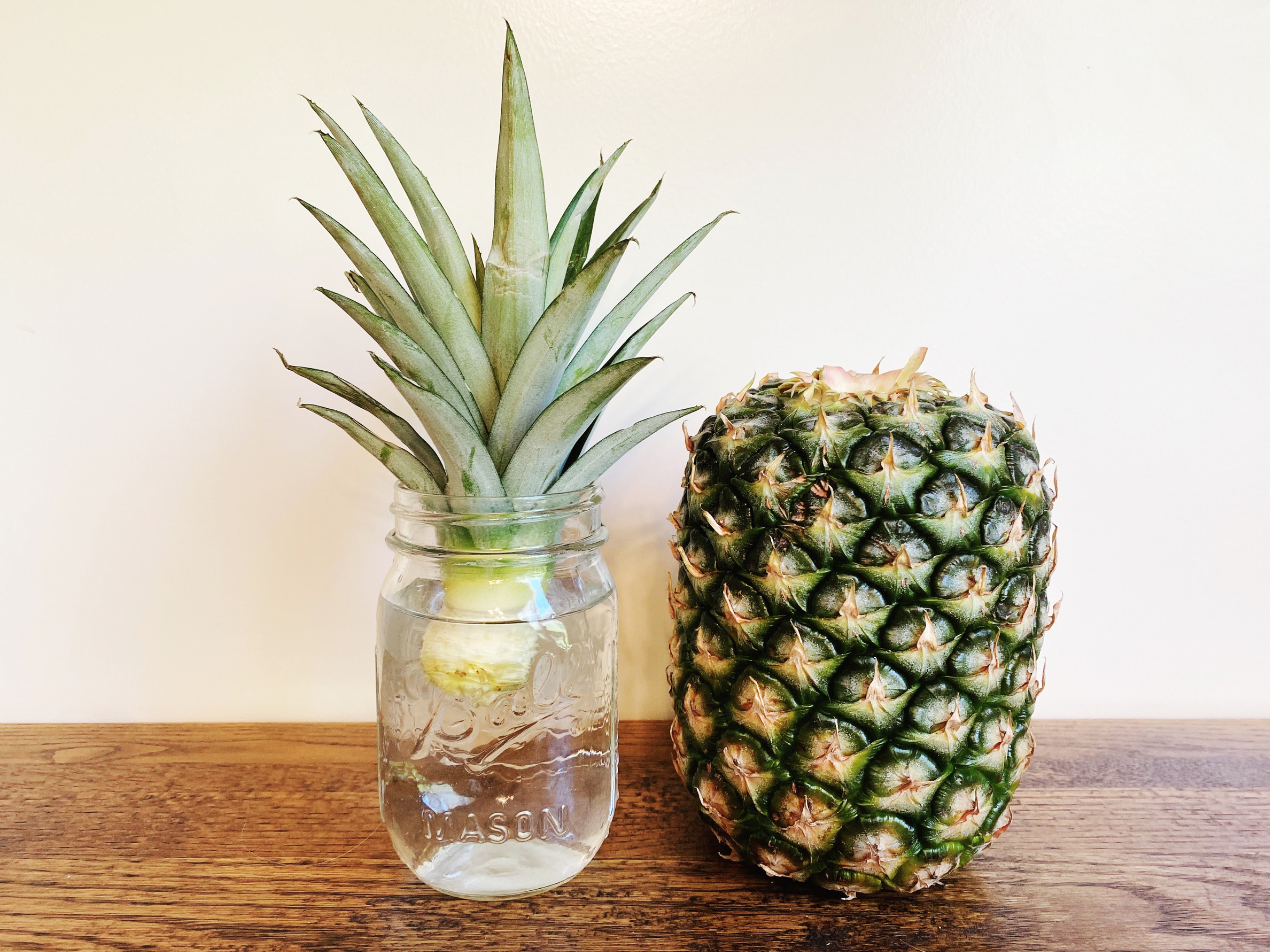 coroa de abacaxi em copo de água