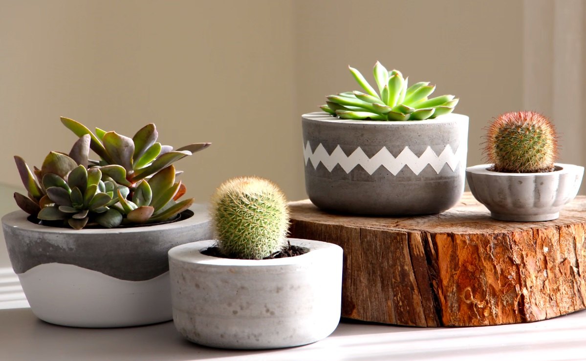 5 dicas práticas para organizar suas plantas em casa como um profissional e dê um upgrade na decoração