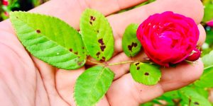 5 doenças comuns das rosas: entenda como diagnosticar e curar com dicas de especialistas em jardinagem