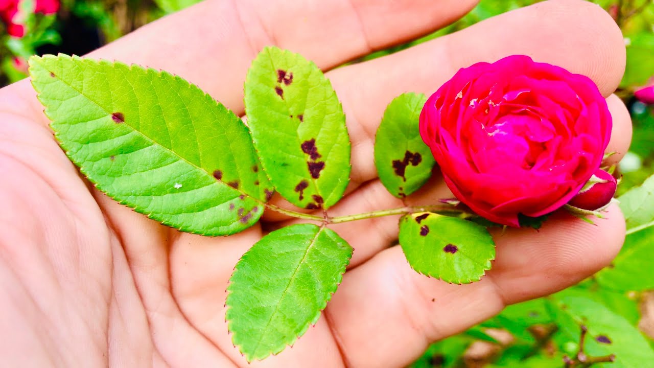 5 doenças comuns das rosas: entenda como diagnosticar e curar com dicas de especialistas em jardinagem