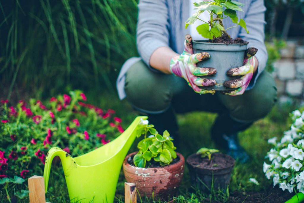 7 erros na jardinagem: você PRECISA evitá-los para que seu jardim prospere DE VERDADE