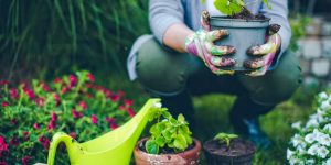 7 erros na jardinagem: você PRECISA evitá-los para que seu jardim prospere DE VERDADE
