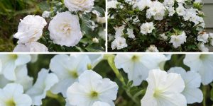 flores brancas para jardim