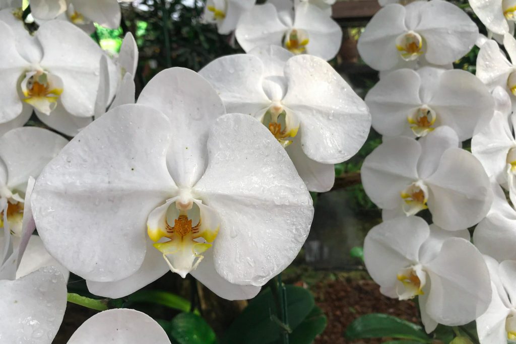 9 flores brancas para o jardim: conheça as melhores espécies para você cultivar em sua casa